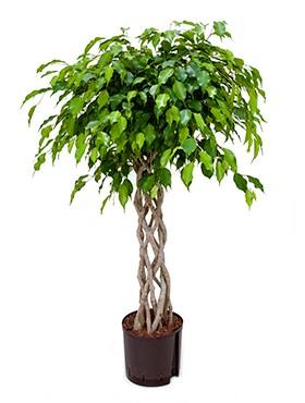 Ficus benjamini